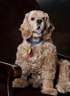 Dr. Waldholtz shared this photo of Ben, in hopes it might encourage a whole new generation of pet therapists.